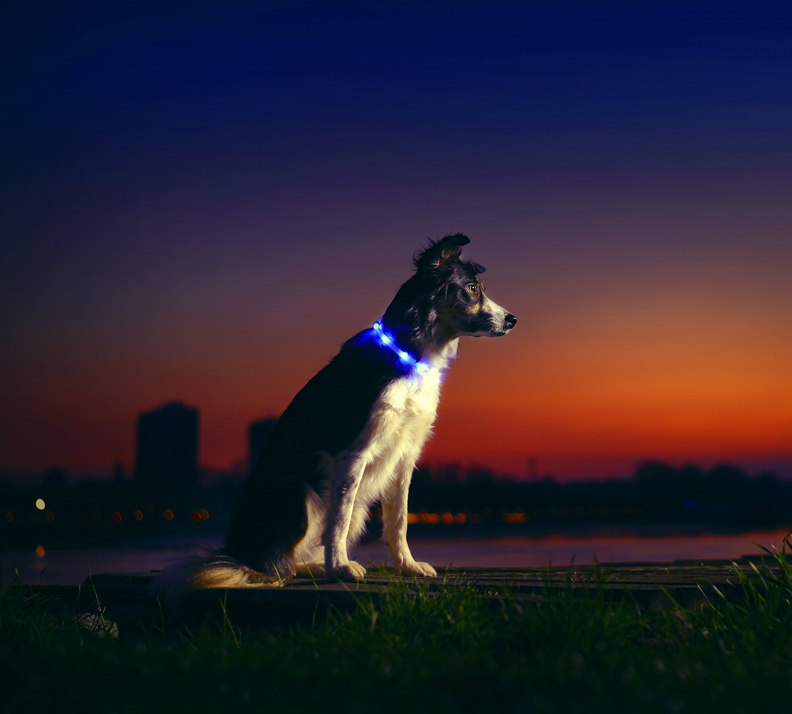 Illumiseen LED Dog Necklace Collar USB Rechargeable Loop Makes Dog Visible, Safe & Seen