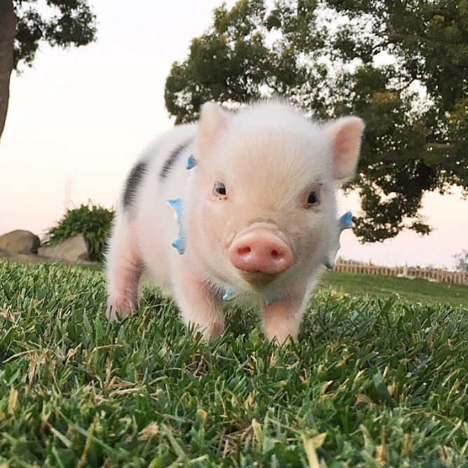 Cute pet pig in green grassy field