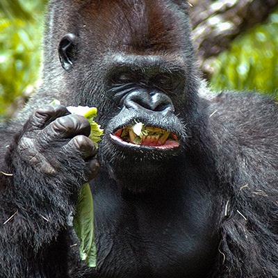 Mountain Gorilla Vegetable Diet