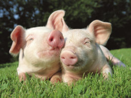 Cute twin pigs playing in grassy field