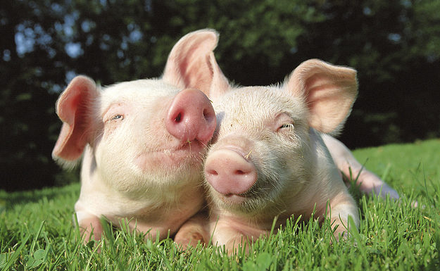 Cute twin pigs playing in grassy field